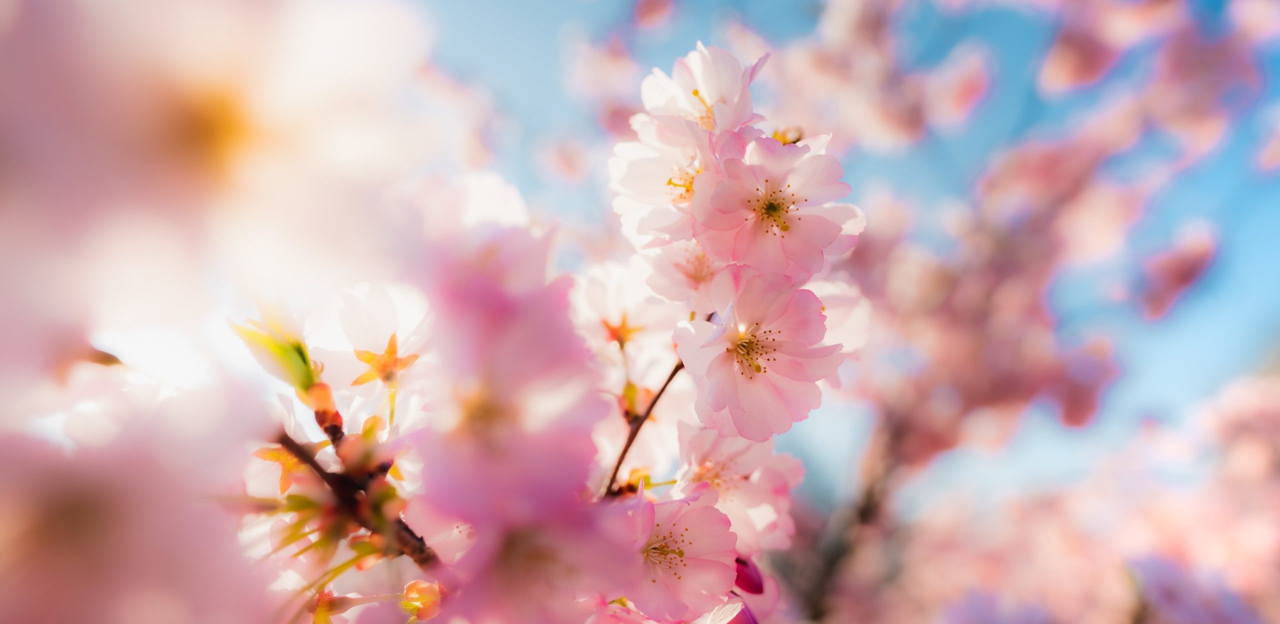 a close-up picture of cherry blossoms